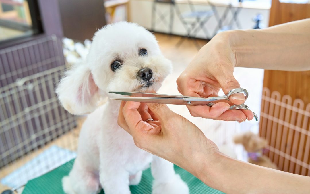 Comprehensive 24/7 Emergency and Specialty Veterinary Care at CVETS in Columbia, South Carolina