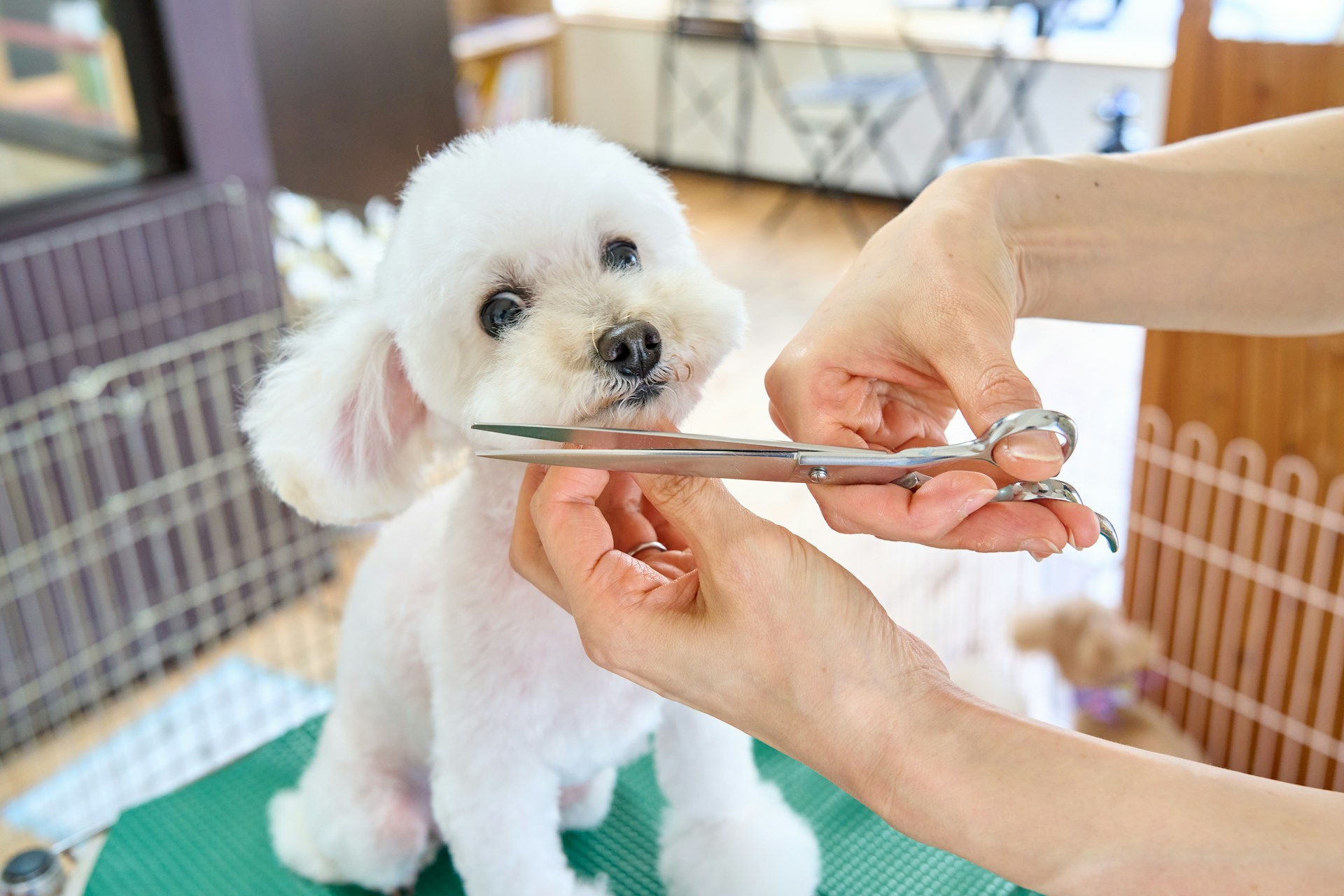 Comprehensive 24/7 Emergency and Specialty Veterinary Care at CVETS in Columbia South Carolina